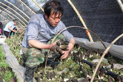 房县三海村羊肚菌撑起“致富伞”