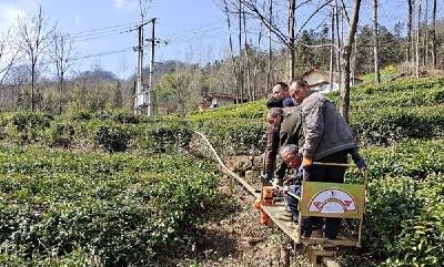 房县姚坪乡虎尾沟村：茶园跑起了“小火车”