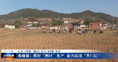 青峰镇：抓好“两叶”生产  奋力实现“开门红”
