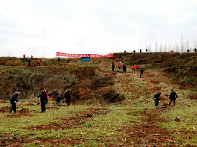 红塔镇：人勤春来早，植树正当时
