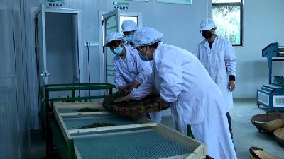 诗源茶旅：“校企共建”新茶上市 品质有保证