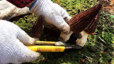 湖北房县：羊肚菌喜获丰收  农民致富有盼头