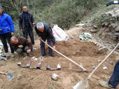 市县农艺专家指导房县药农种植天麻