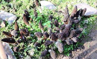  新农人邓平：“羊肚菌”撑开“致富伞” 