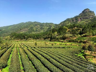 推动绿肥种植还田！房县建成高标准农田20.3万亩