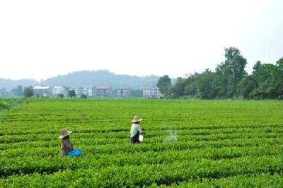 【记者走基层】青峰镇楼房村：全力打造茶叶种植专业村