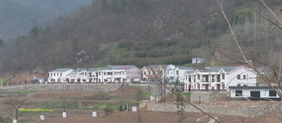 尹吉甫镇沈家湾村：做好茶叶春管工作