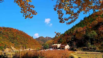 县农业农村局：观摩学习美丽乡村建设庆“三八”