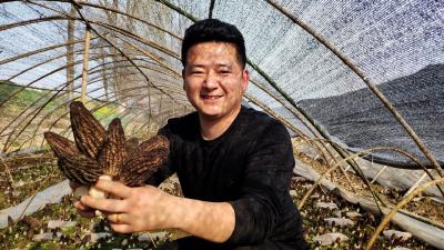 红塔镇六谷村：羊肚菌产业蓬勃发展助力乡村振兴