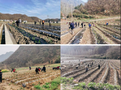 窑淮镇茶叶产业：奋战一季度 加力开新局