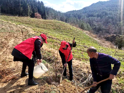 军店镇：开展绿满家园植树活动为乡村振兴开好局