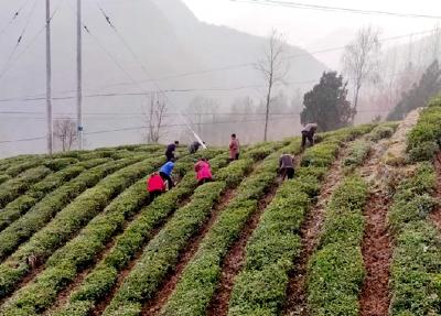 房县姚坪乡：抢春耕、抓农时、兴茶叶