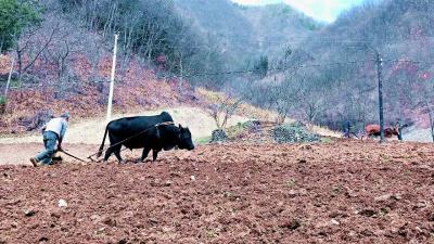 上龛乡：干群齐绘“春耕图”