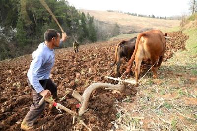 房县春耕“牛气足”
