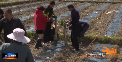 《新春走基层》窑淮镇掀起茶叶春种春管高潮”