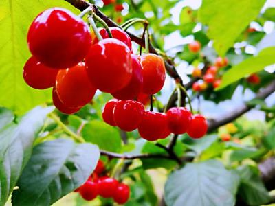 房县“八里旺”樱桃获得林木良种“身份证”  