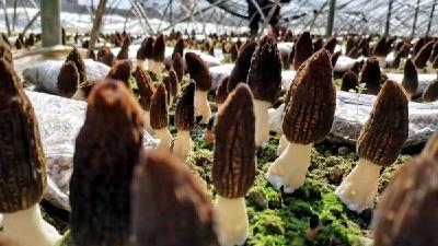 军店镇下茅坪村：小小羊肚菌 种出好“钱景”