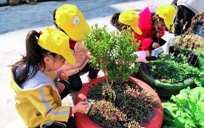 青峰镇中心幼儿园开展植树节主题活动