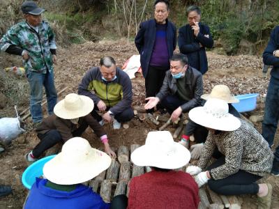 市县农业专家在房县开展“科技闹春耕”活动