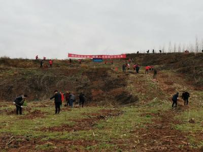 红塔镇：大力发展经果林  助力乡村振兴