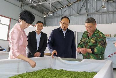 蔡贤忠在姚坪乡调研时强调：高质量发展茶叶产业 夯实乡村振兴产业根基