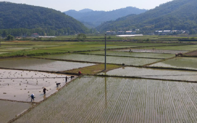 冉瑶函实地调研“机器换人”工程机械化育秧情况