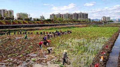 县住建局：栽植菖蒲 绿化家园