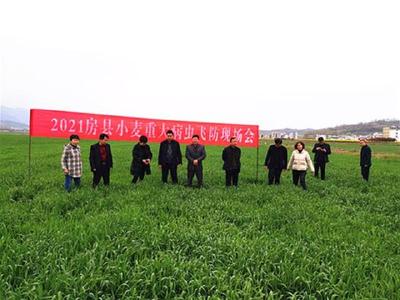 我县开展小麦病虫群防群治面积2.5万亩