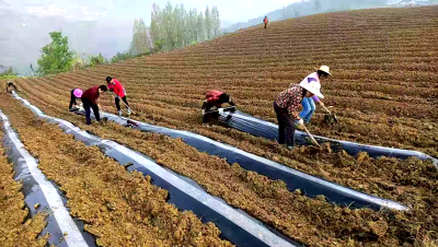 沙河乡：高标准完成烟地起垄