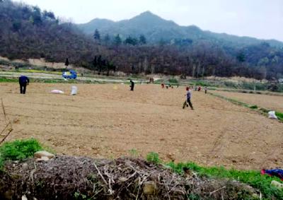 土城镇：铺好烟叶致富路   烟地打垄正当时