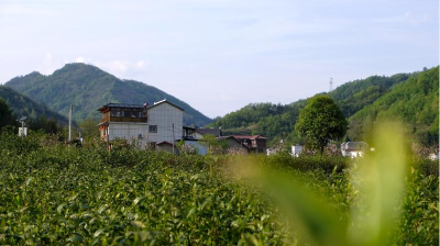 房县窑淮镇：茶旅融合 吸引游客接踵来