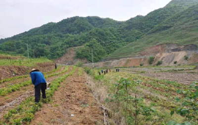 县人社局驻门古寺镇马家河村乡村振兴工作队：培育优势产业  “撑腰”乡村振兴 
