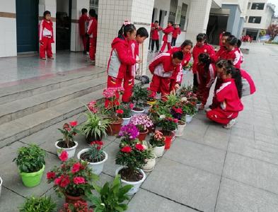 县东城小学：开展“一花一心愿，文明花满园”盆栽植物进校园活动