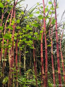 科研成果跃出纸面 脱贫产业如虎添翼 ——我市产科研学结合助力脱贫攻坚和乡村振兴