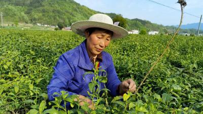 窑淮镇采茶女家门口打工好挣钱