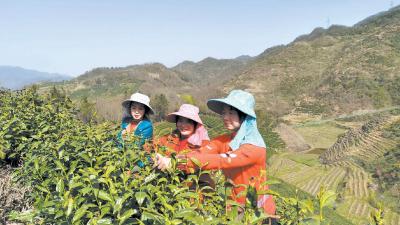 茶园飘茶香 茶农采茶忙