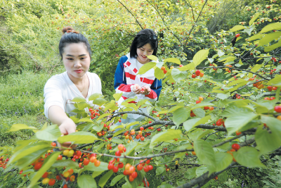 樱桃红了日子甜