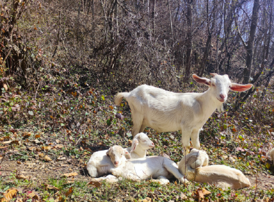 沙河乡：退耕还草项目初见成效