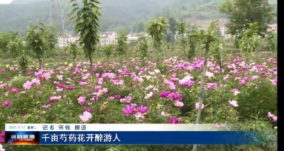 千亩芍药花开醉游人