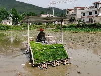 房县：机械插秧种稻忙