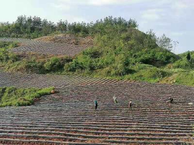 门古寺镇：多措并举做好烟叶移栽工作
