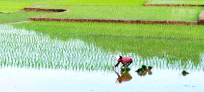 初夏时节插秧忙