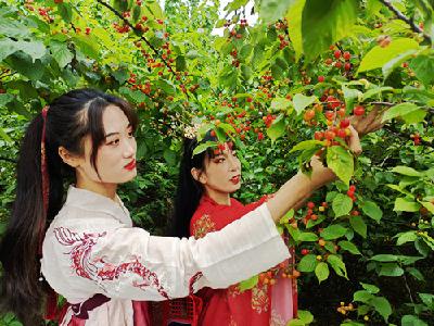 房县城关镇一枚樱桃的乡村振兴之路