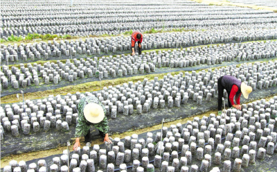 房县能人返乡创业带动1.2万人就地就业