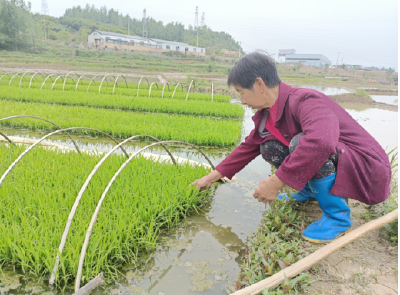 房县：建设优势片区 发展特色产业