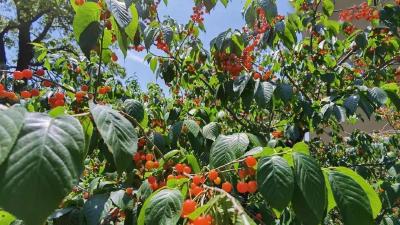 房县城关镇：火红樱桃甜了红火日子