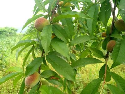 怡嘉商贸：爱心助农 电商给力