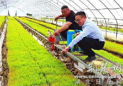 房县农技专家保驾护航农民“米袋子”