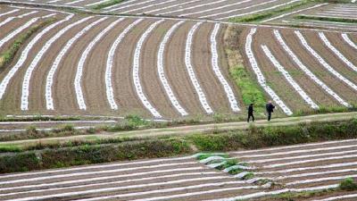 房县果蔬药产业带动10万农民增收