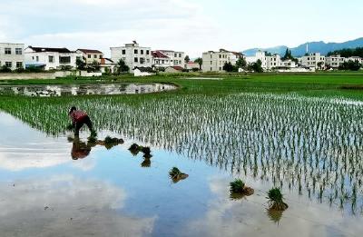 湖北房县农民插秧忙